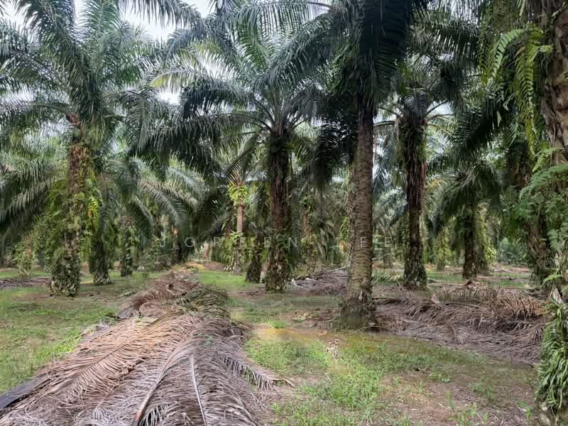 Agricultural Land for Sale in Kampung Parit Sikom (Pontian) - Joreen Lee - PropertyGuru.com.my