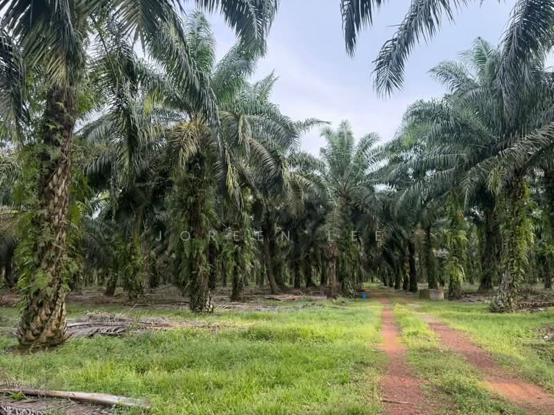 Agricultural Land for Sale in Kampung Parit Sikom (Pontian) - Joreen Lee - PropertyGuru.com.my