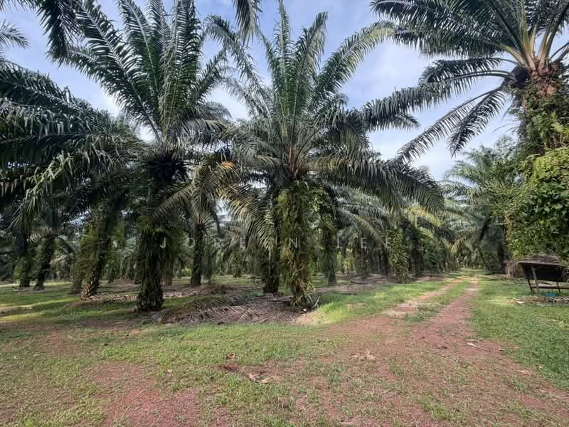 Agricultural Land for Sale in Kampung Parit Sikom (Pontian) - Joreen Lee - PropertyGuru.com.my
