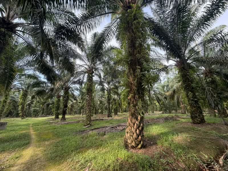 Agricultural Land for Sale in Kampung Parit Sikom (Pontian) - Joreen Lee - PropertyGuru.com.my