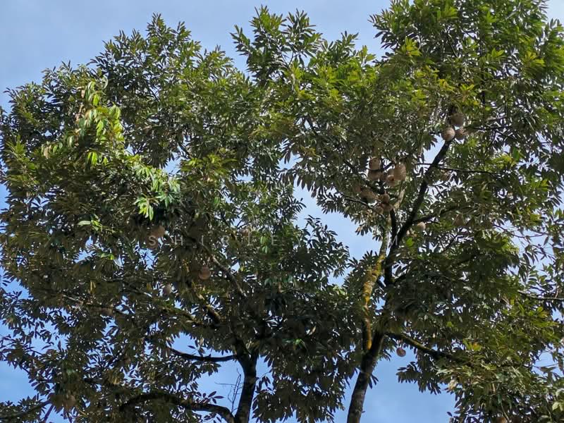 Tanah Pertanian untuk Dijual di Kangkar Pulai (Skudai) - Shirley Lim - PropertyGuru.com.my