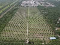 For Sale - 100% HOT SALE with MONTHLY INCOME!! 20Acres Agriculture Land Teluk Intan, Perak