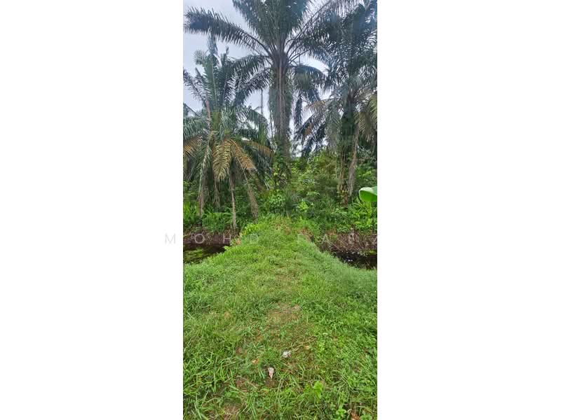 Agricultural Land for Sale in Pontian (Johor) - Mohd Faez - Garden - PropertyGuru.com.my