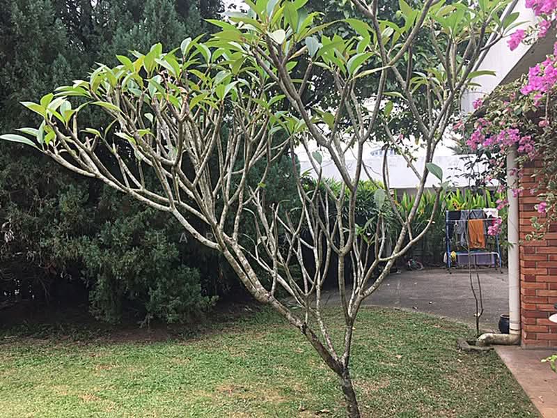 Rumah Banglo untuk Disewa di Damansara Heights (Damansara Heights) - Tarsha Lim - Exterior - PropertyGuru.com.my