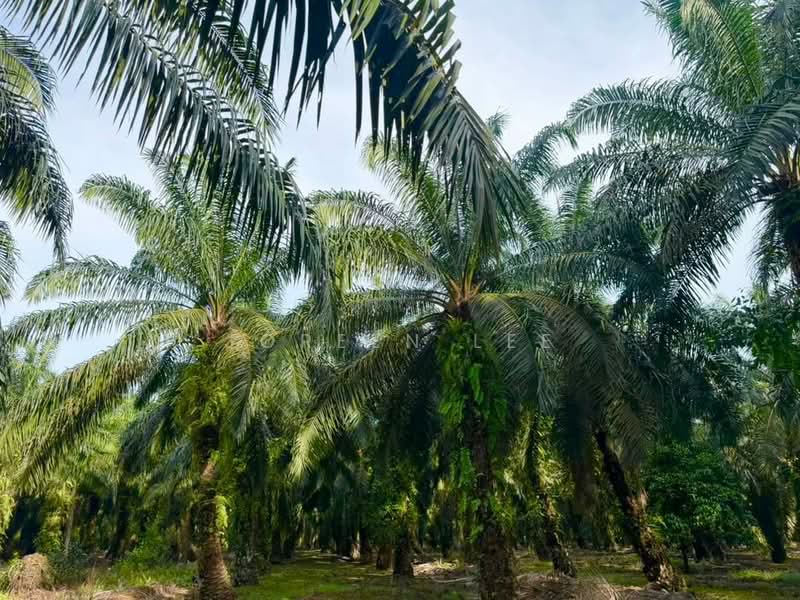 Agricultural Land for Sale in Pontian (Johor) - Joreen Lee - PropertyGuru.com.my