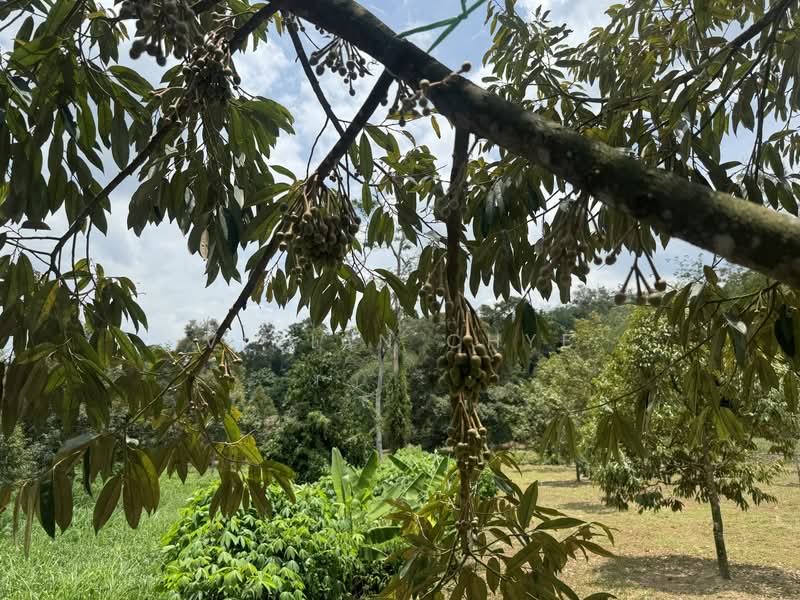 Agricultural Land for Sale in Chenderiang (Perak) - Vivian Chye - PropertyGuru.com.my