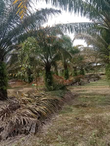 Agricultural Land for Sale in Pontian (Johor) - Mohd Faez - Exterior - PropertyGuru.com.my