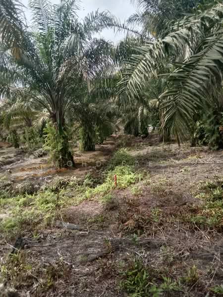 Agricultural Land for Sale in Pontian (Johor) - Mohd Faez - Exterior - PropertyGuru.com.my
