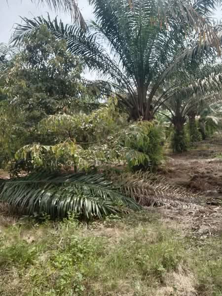 Agricultural Land for Sale in Pontian (Johor) - Mohd Faez - Exterior - PropertyGuru.com.my