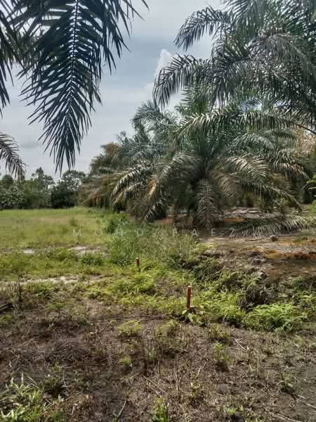 Agricultural Land for Sale in Pontian (Johor) - Mohd Faez - Exterior - PropertyGuru.com.my