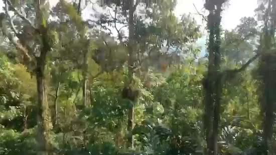 Tanah Pertanian untuk Dijual di Janda Baik (Bentong) - Amirul Shafiq - PropertyGuru.com.my