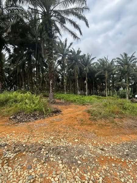 Agricultural Land for Sale in Bandar Kulai (Kulai) - Jason Chew - PropertyGuru.com.my