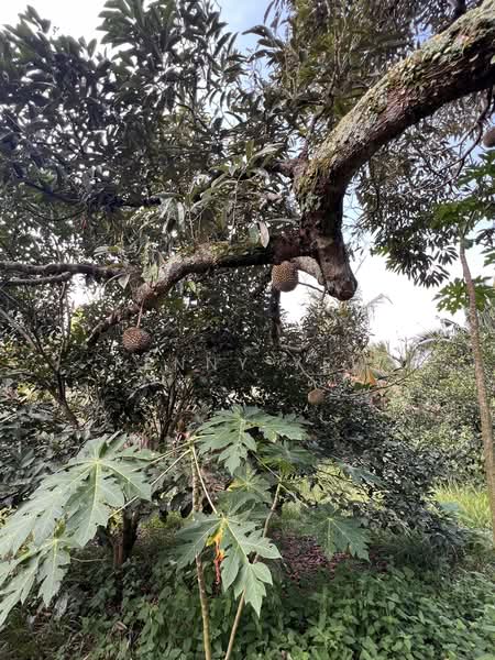 Agricultural Land for Sale in Mantin (Negeri Sembilan) - Kenny Yew - PropertyGuru.com.my
