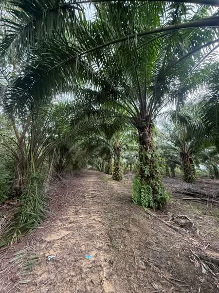 Tanah Pertanian untuk Dijual di Kampung Sungai Redang (Ulu Tiram) - Ty Tan - PropertyGuru.com.my