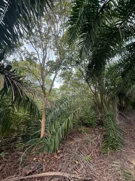 Tanah Pertanian untuk Dijual di Kampung Sungai Redang (Ulu Tiram) - Ty Tan - PropertyGuru.com.my