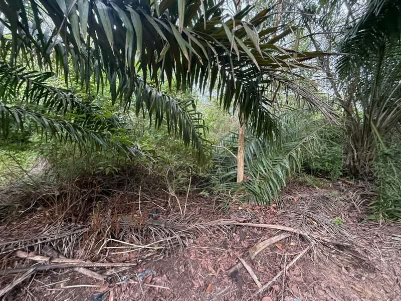Tanah Pertanian untuk Dijual di Kampung Sungai Redang (Ulu Tiram) - Ty Tan - PropertyGuru.com.my