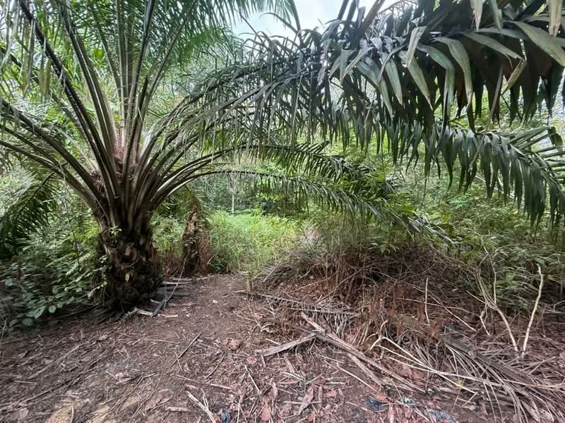 Tanah Pertanian untuk Dijual di Kampung Sungai Redang (Ulu Tiram) - Ty Tan - PropertyGuru.com.my