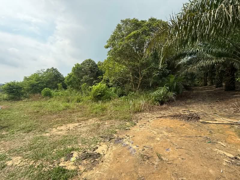 Tanah Pertanian untuk Dijual di Kampung Sungai Redang (Ulu Tiram) - Ty Tan - PropertyGuru.com.my