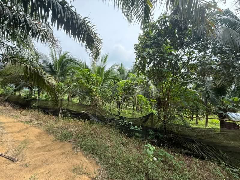 Tanah Pertanian untuk Dijual di Kampung Sungai Redang (Ulu Tiram) - Ty Tan - PropertyGuru.com.my
