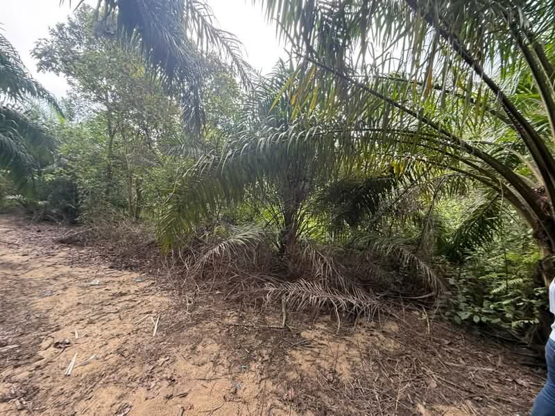 Tanah Pertanian untuk Dijual di Kampung Sungai Redang (Ulu Tiram) - Ty Tan - PropertyGuru.com.my