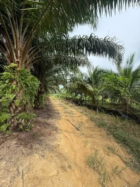 Tanah Pertanian untuk Dijual di Kampung Sungai Redang (Ulu Tiram) - Ty Tan - PropertyGuru.com.my
