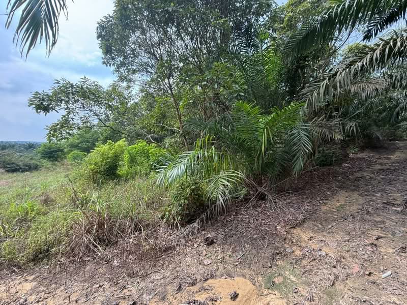Tanah Pertanian untuk Dijual di Kampung Sungai Redang (Ulu Tiram) - Ty Tan - PropertyGuru.com.my