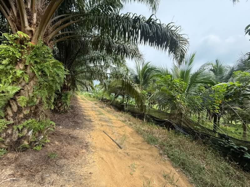 Tanah Pertanian untuk Dijual di Kampung Sungai Redang (Ulu Tiram) - Ty Tan - PropertyGuru.com.my