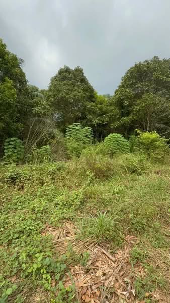 Tanah Pertanian untuk Dijual di Kampung Sungai Redang (Ulu Tiram) - Ty Tan - PropertyGuru.com.my