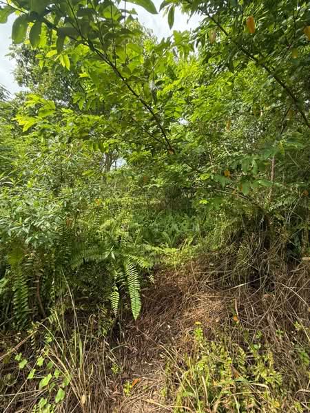 Tanah Pertanian untuk Dijual di Kampung Sungai Redang (Ulu Tiram) - Ty Tan - PropertyGuru.com.my