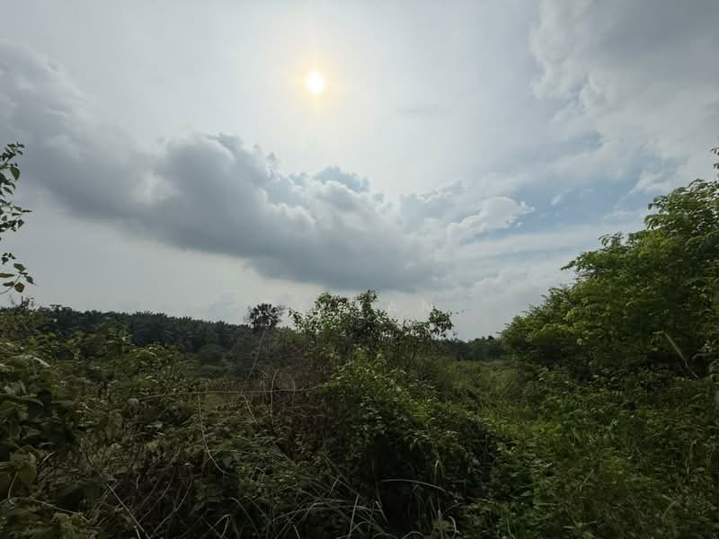 Tanah Pertanian untuk Dijual di Kampung Sungai Redang (Ulu Tiram) - Ty Tan - PropertyGuru.com.my