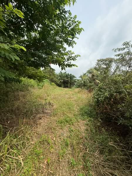 Tanah Pertanian untuk Dijual di Kampung Sungai Redang (Ulu Tiram) - Ty Tan - PropertyGuru.com.my