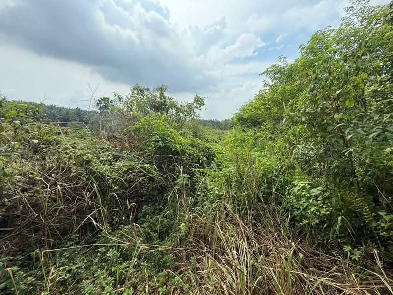 Tanah Pertanian untuk Dijual di Kampung Sungai Redang (Ulu Tiram) - Ty Tan - PropertyGuru.com.my