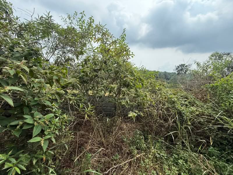 Tanah Pertanian untuk Dijual di Kampung Sungai Redang (Ulu Tiram) - Ty Tan - PropertyGuru.com.my