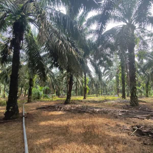 Tanah Pertanian untuk Dijual di Masai (Johor) - Jeffrey Ong - PropertyGuru.com.my