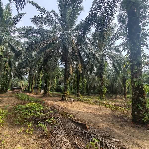 Tanah Pertanian untuk Dijual di Masai (Johor) - Jeffrey Ong - PropertyGuru.com.my