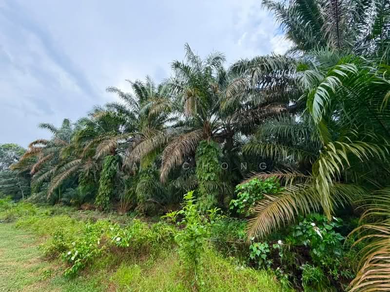 Agricultural Land for Sale in Pontian (Johor) - May Chong - Garden - PropertyGuru.com.my