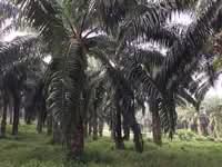 For Sale - Kuala Pilah