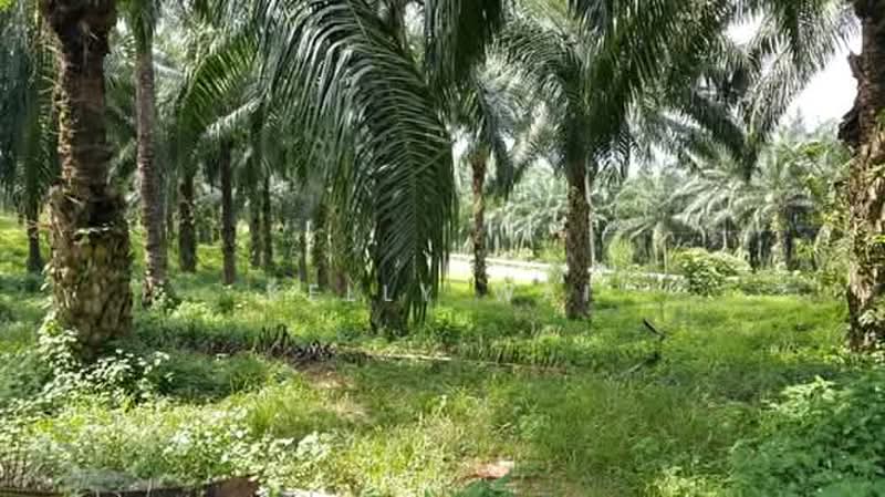 Tanah Pertanian untuk Dijual di Kuala Pilah (Negeri Sembilan) - Kelly Wai - Garden - PropertyGuru.com.my