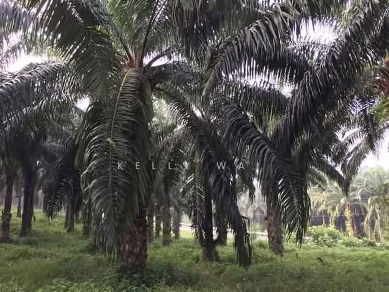 Tanah Pertanian untuk Dijual di Kuala Pilah (Negeri Sembilan) - Kelly Wai - Exterior - PropertyGuru.com.my