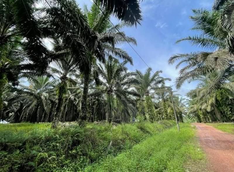 Agricultural Land for Sale in Batang Padang (Perak) - Bing Bing - Exterior - PropertyGuru.com.my