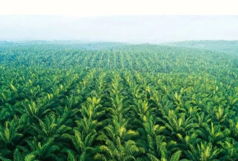 Agricultural Land for Sale in Batang Padang (Perak) - Bing Bing - PropertyGuru.com.my