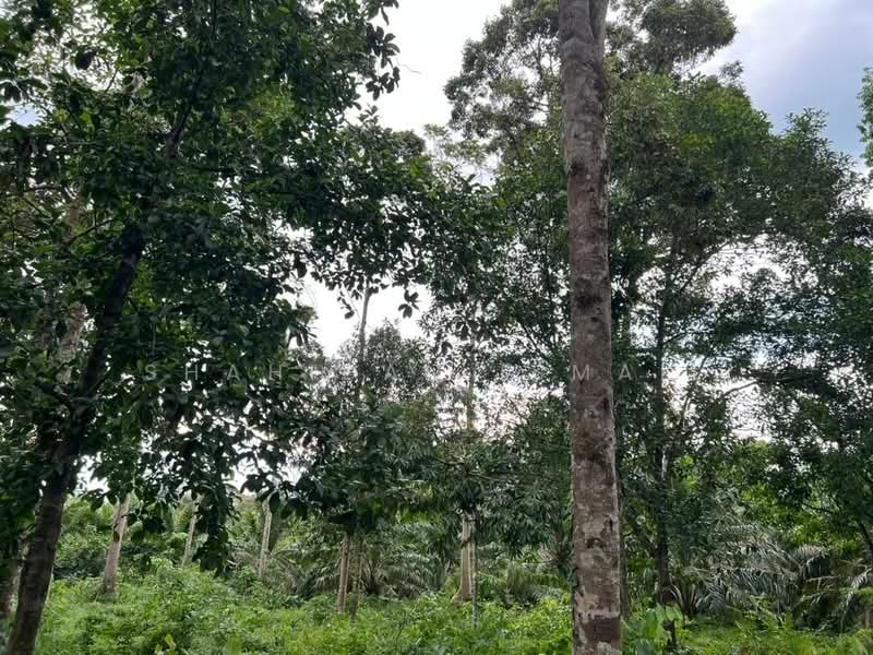 Agricultural Land for Sale in Batu Kurau (Perak) - Shahidan Ismail - Garden - PropertyGuru.com.my