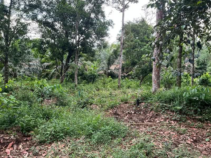Agricultural Land for Sale in Batu Kurau (Perak) - Shahidan Ismail - Garden - PropertyGuru.com.my