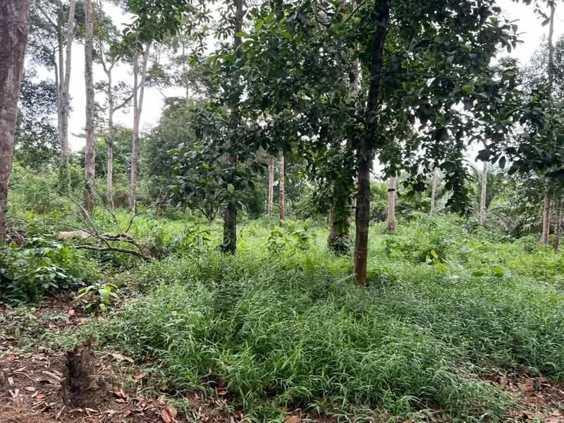Agricultural Land for Sale in Batu Kurau (Perak) - Shahidan Ismail - Garden - PropertyGuru.com.my