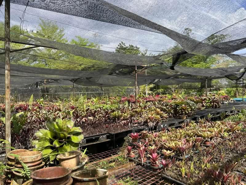 Agricultural Land for Sale in Serian (Sarawak) - Sherene Kok - Garden - PropertyGuru.com.my