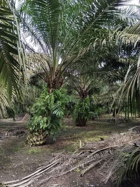Agricultural Land for Sale in Pekan Nanas (Johor) - Jayden Ng - Garden - PropertyGuru.com.my