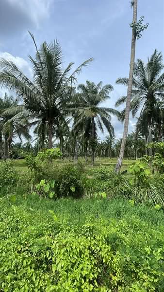 Agricultural Land for Sale in Bandar Bagan Serai (Bagan Serai) - Jason Chua - PropertyGuru.com.my