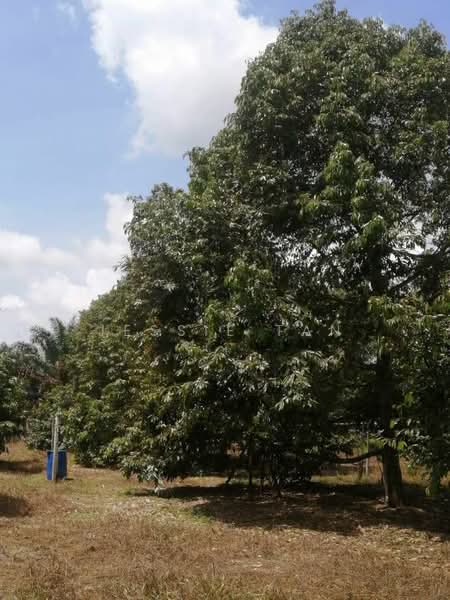 Agricultural Land for Sale in Sedenak (Johor) - Jessie Tan - Exterior - PropertyGuru.com.my