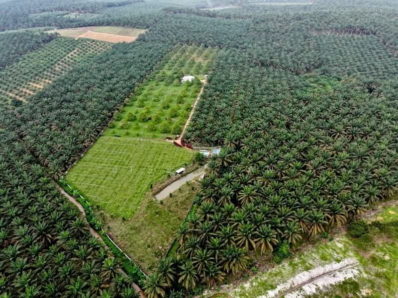 Agricultural Land for Sale in Sedenak (Johor) - Jessie Tan - Exterior - PropertyGuru.com.my