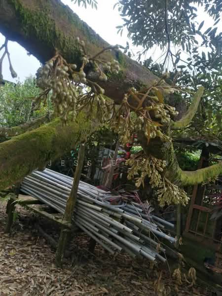 Agricultural Land for Sale in Sedenak (Johor) - Jessie Tan - Exterior - PropertyGuru.com.my